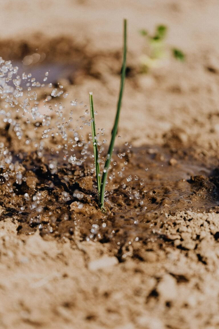 Close-up of a plant sprout being watered in sandy soil, showing growth and irrigation.